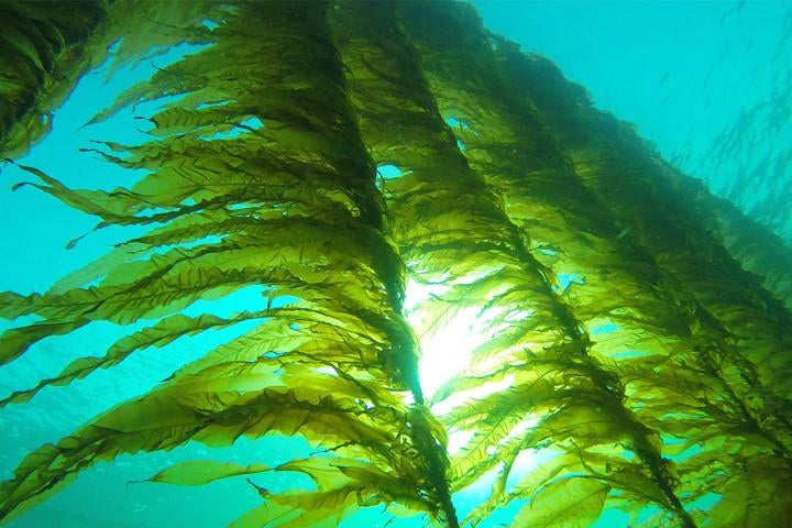 4 Skincare Benefits of Sea Kelp