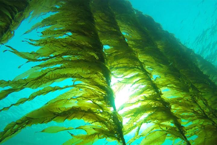 4 Skincare Benefits of Sea Kelp